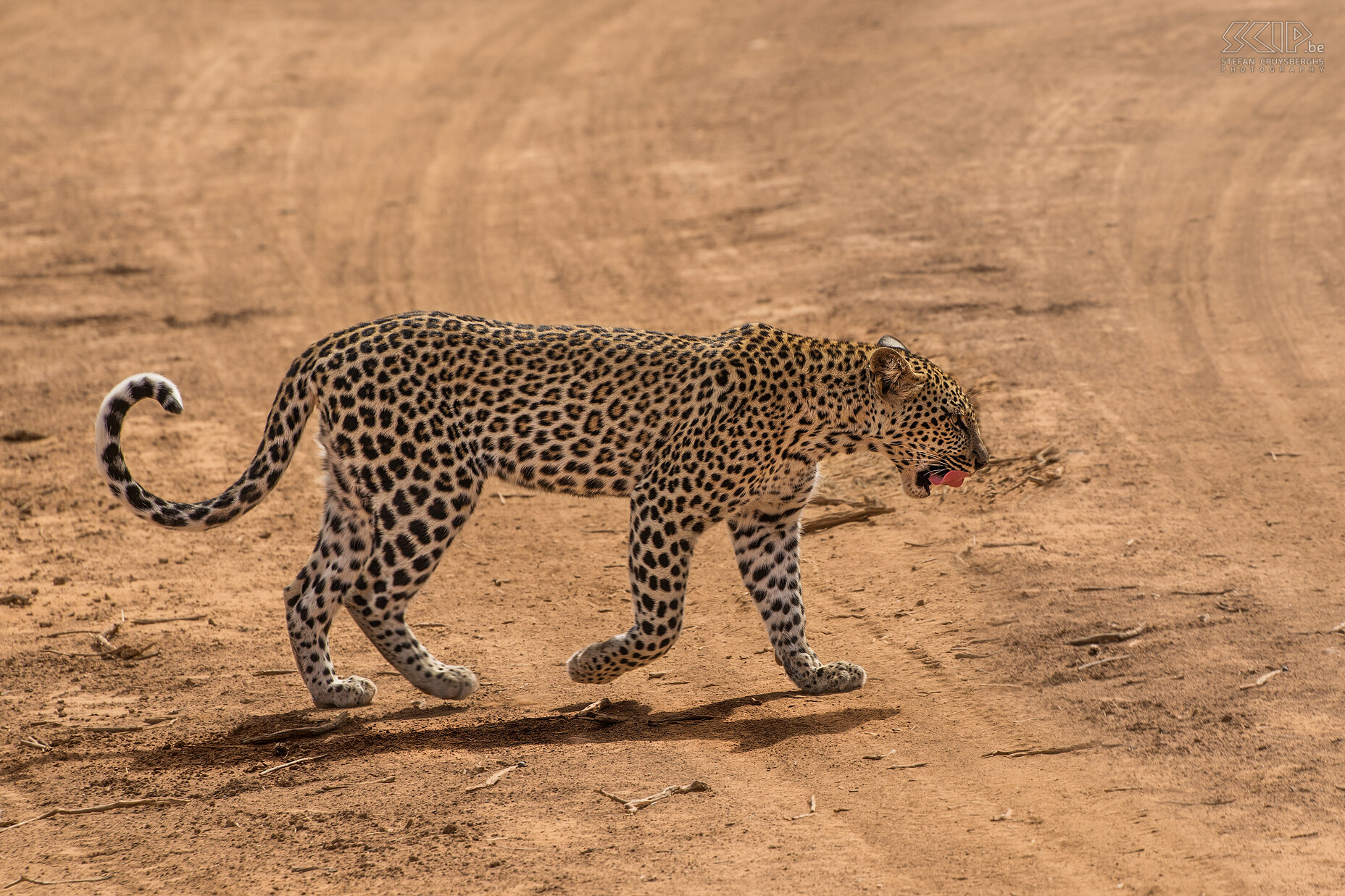 Samburu - Young leopard In the afternoon we encountered a young leopard (Panthera pardus) that walked through the small bushes and then climbed into a large scrub to hide itself. Stefan Cruysberghs